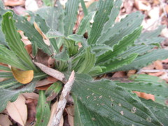 Lithospermum bejariense