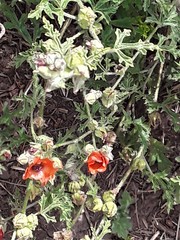 Sphaeralcea australis