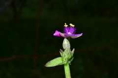 Callisia micrantha