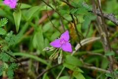 Callisia micrantha