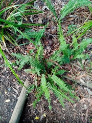 Blechnum australe australe