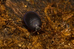 Diaperinae