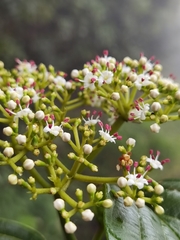 Viburnum venustum