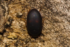 Diaperinae