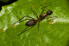 Camponotus lespesii