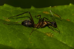 Camponotus lespesii