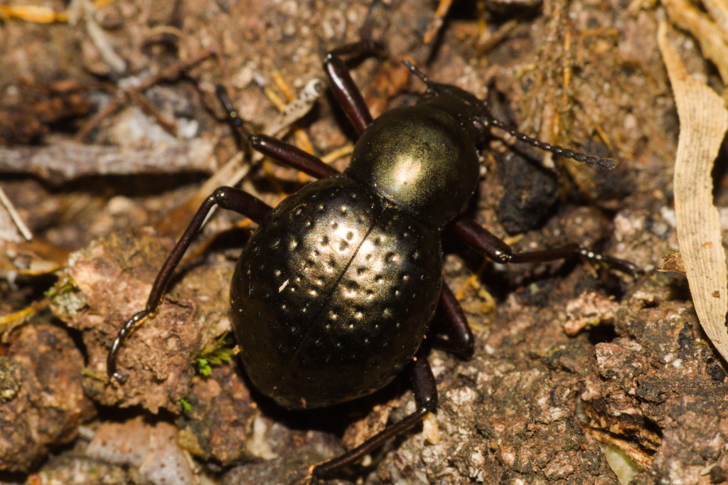 Sphaerotus curvipes