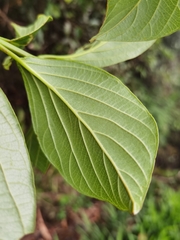 Viburnum venustum
