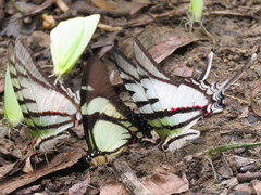 Neographium agesilaus