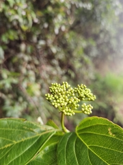 Viburnum venustum