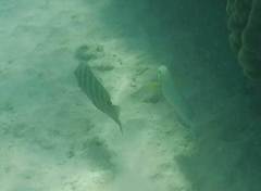 Acanthurus xanthopterus