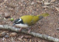 Melithreptus albogularis