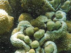 Montipora capitata
