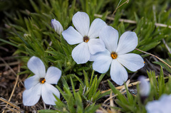 Phlox missoulensis