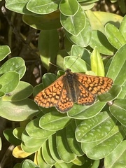 Euphydryas aurinia beckeri