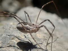 Dasylobus