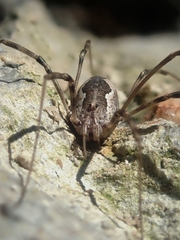 Dasylobus