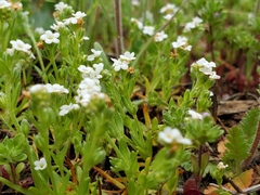 Plagiobothrys tenellus