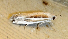 Eucosma spiculana