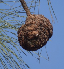 Cronartium conigenum