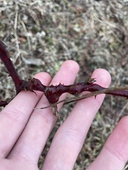 Neolasioptera nodulosa