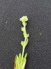 Plagiobothrys tenellus