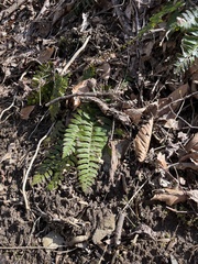 Polystichum acrostichoides
