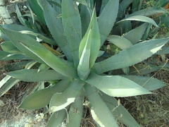 Agave inaequidens