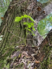 Impatiens parviflora