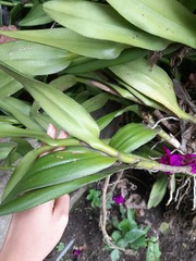 Epidendrum jamiesonis