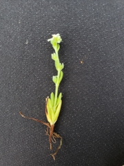 Plagiobothrys tenellus