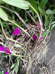 Epidendrum jamiesonis