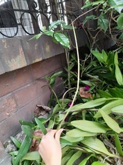 Epidendrum jamiesonis