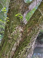 Impatiens parviflora