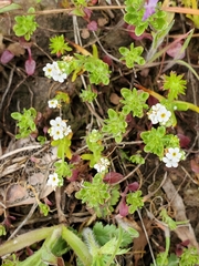 Plagiobothrys tenellus