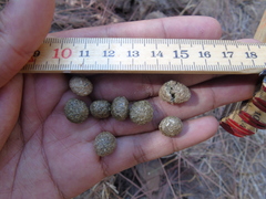 Sylvilagus cunicularius