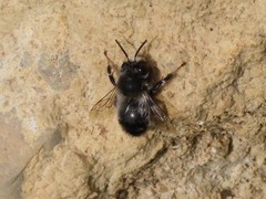 Anthophora