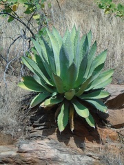Agave maximiliana