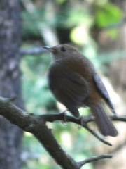 Catharus occidentalis