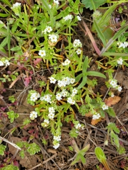 Plagiobothrys tenellus