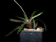 Gasteria carinata