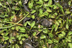 Lobelia oligophylla