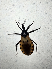 Triatoma dimidiata
