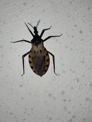 Triatoma dimidiata