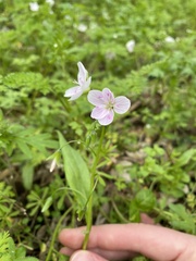 Claytonia virginica