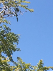 Trochilidae