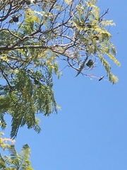 Trochilidae