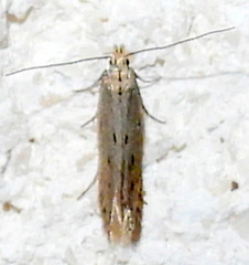 Isophrictis trimaculella