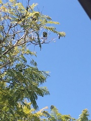 Trochilidae