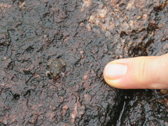 Pseudopaludicola llanera